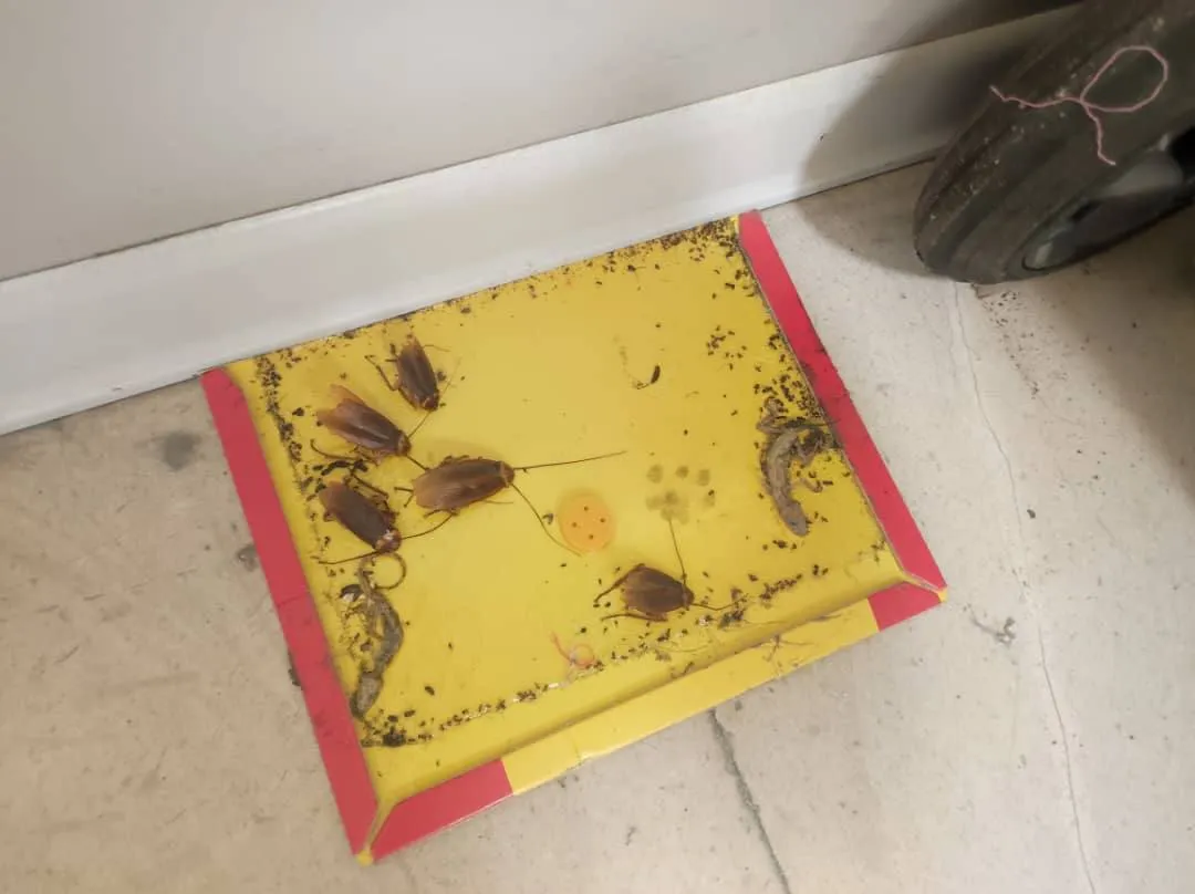 نمونه کار سمپاشی کرج